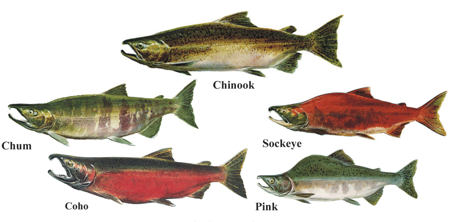 Alaska salmon - MSC Fisheries
